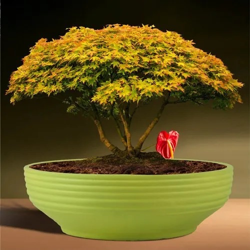 Bonsai Tray